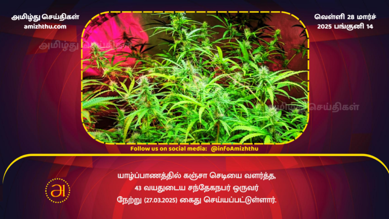 27.03.2025 Ganja plant in srilanka