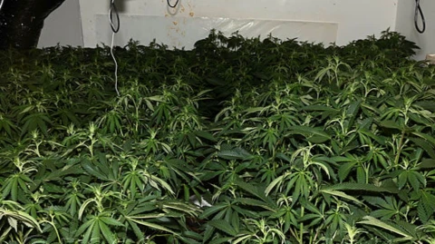 A cannabis grow discovered in Halifax