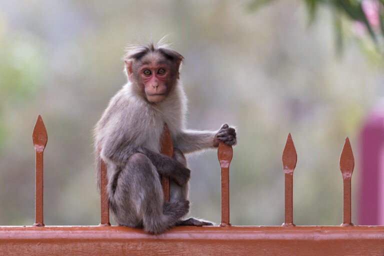 Rhesus Macaque