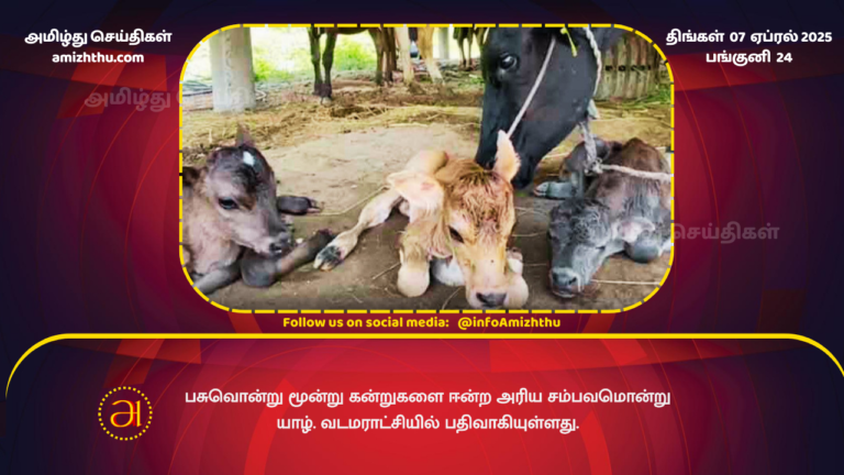 07.04.2025 - cow give birth 3