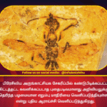 27 APRIL 2025 -Hell Ant Fossil