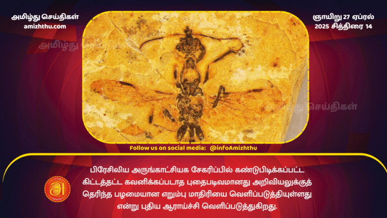 27 APRIL 2025 -Hell Ant Fossil