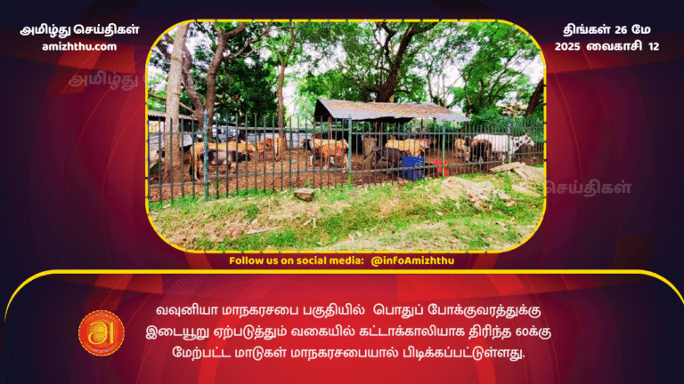 26MAY2025 - The Vavuniya Municipal Council has seized more than 60 cows