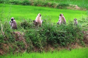 Amparai monkey