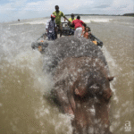 Hippo capsizes boat in Ivory Coast