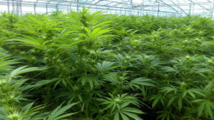 Three people have been arrested for growing cannabis plants on three plots of land