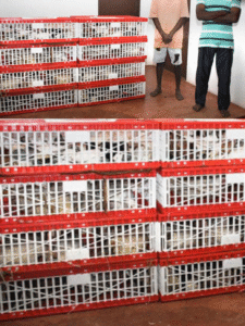 Two suspects arrested in Mannar for attempting to smuggle 91 birds