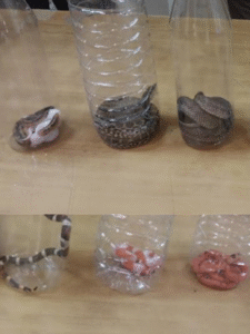 Woman trading with snakes arrested at Katunayake Airport