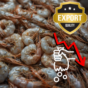 lost export AP